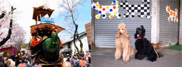 荘厳美麗な犬山祭